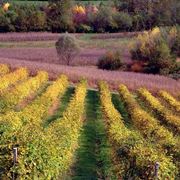 vigneti conegliano 