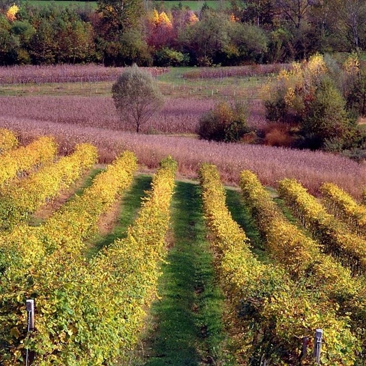 vigneti conegliano