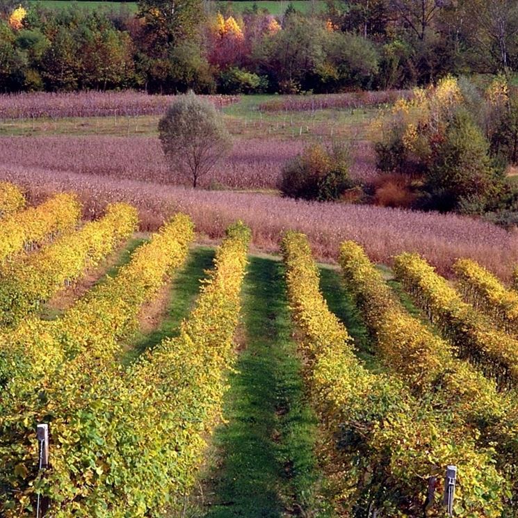 vigneti conegliano 