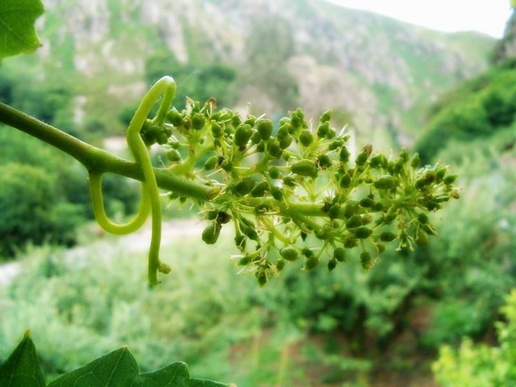 maturazione uva