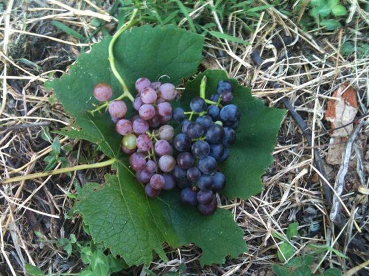 vitis lambrusca