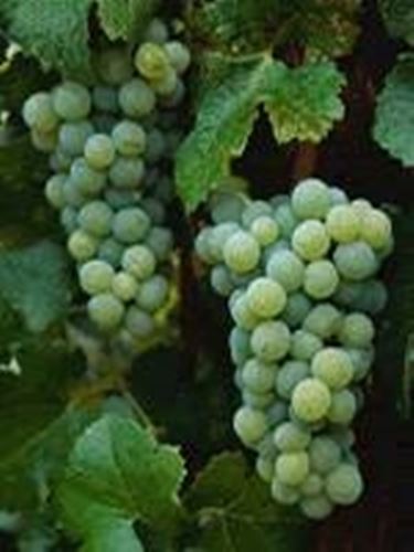 semillon