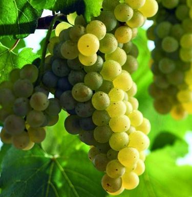 chardonnay
