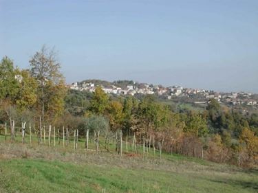Vigneti di Falanghina in campania