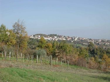 Vigneti di Falanghina in campania