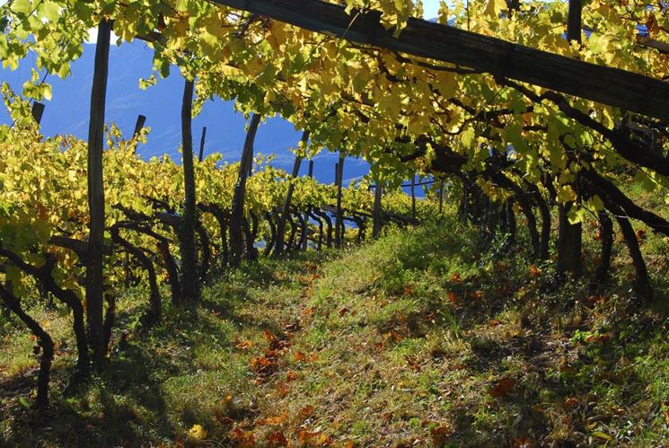 vigneti in alto adige