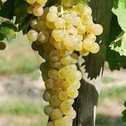 trebbiano di soave