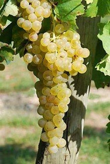 trebbiano di soave