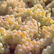 trebbiano giallo