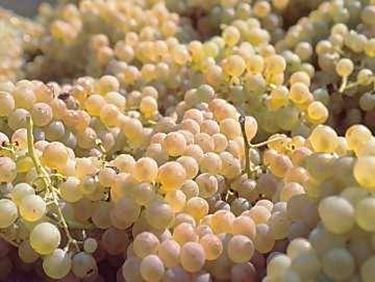 trebbiano giallo