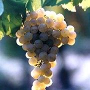 trebbiano romagnolo