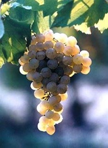 trebbiano romagnolo