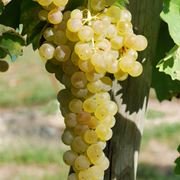 trebbiano toscano