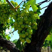 trebbiano verde