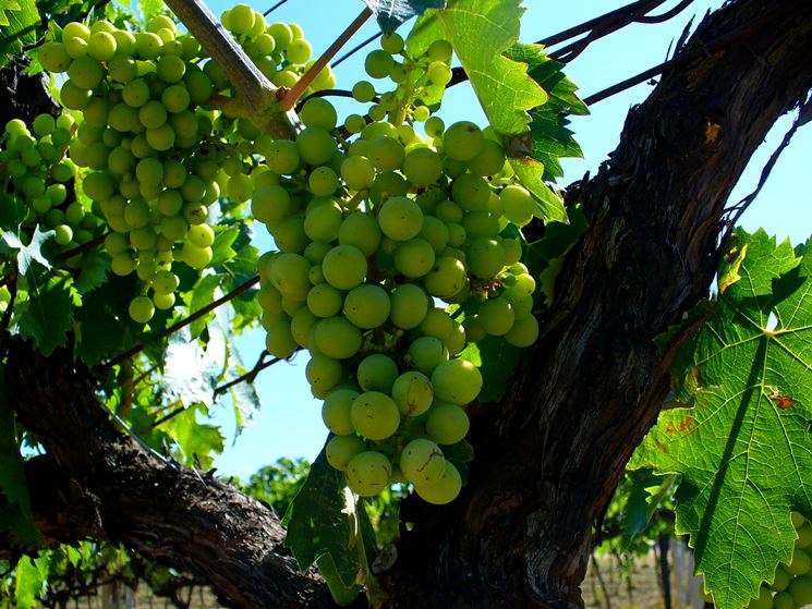 trebbiano verde