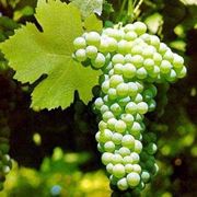 verdicchio