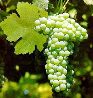 verdicchio