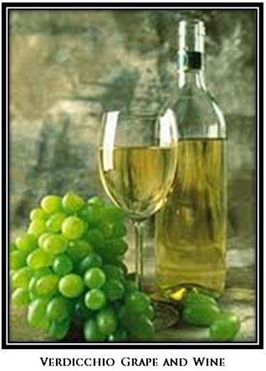 verdicchio