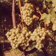 Vernaccia di San Gimignano