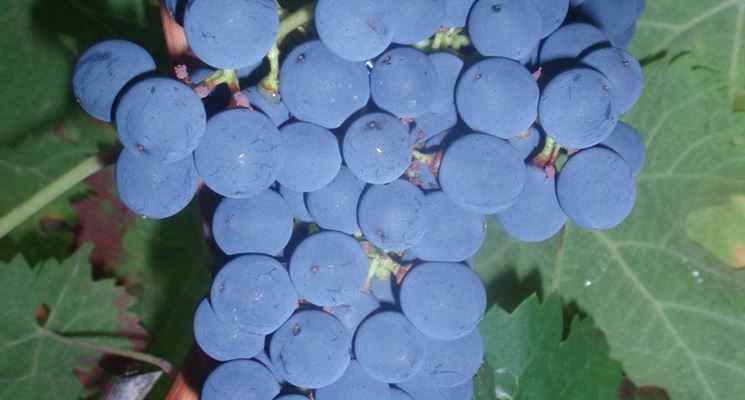 Cabernet Franc