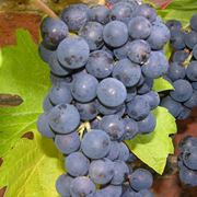 Merlot