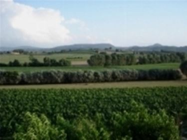 Vigneti di Montepulciano in Abruzzo