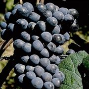 Nebbiolo