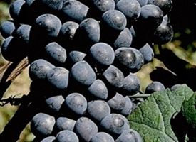 Nebbiolo