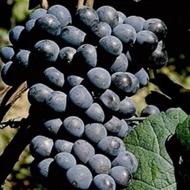 Nebbiolo