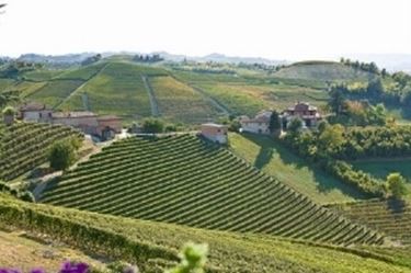 Vigneti di Nebbiolo