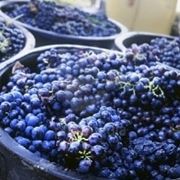 Negroamaro