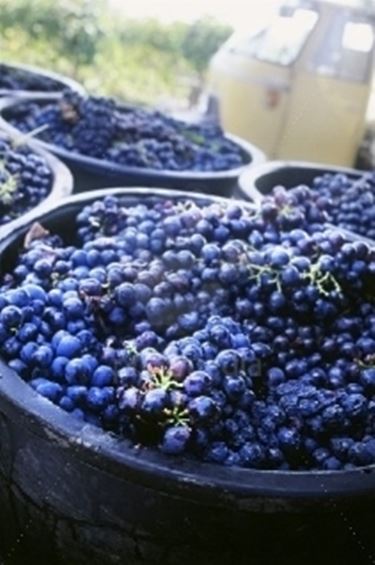 Negroamaro