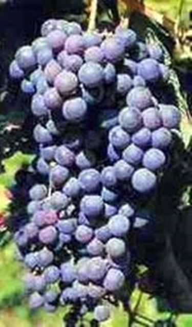 Nerello Mascalese