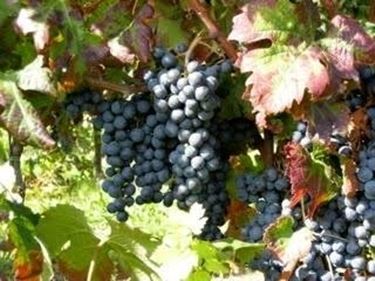 Refosco dal Peduncolo Rosso