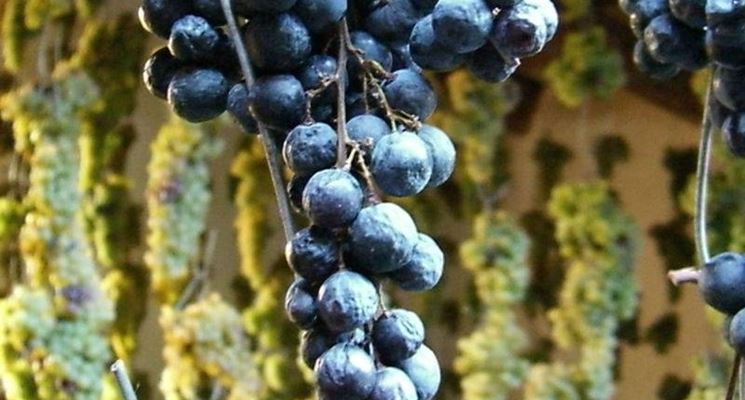 Refosco dal Peduncolo Rosso