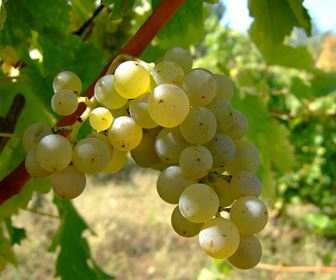 Vino bianco abruzzo 