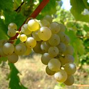 vino bianco abruzzo