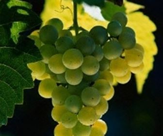 Vino bianco calabria 