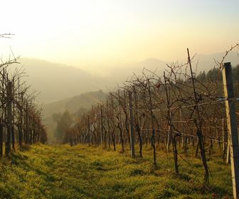 Vino bianco lombardia 