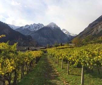 Vino bianco valdaosta 