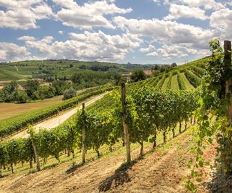 Vino bianco veneto 