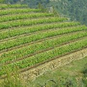 vino rosso liguria